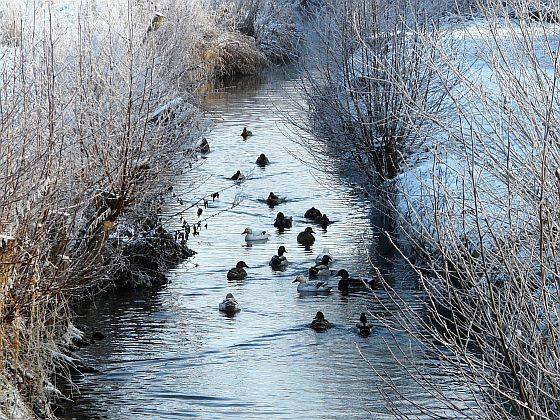 Wildenten auf der Schw&uuml;lme am Hohlweg, Rainer Scharf, 3.1.09
