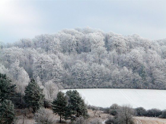 Vom M&uuml;hlenberg zum Lindenberg, 3.1.09, Rainer Scharf